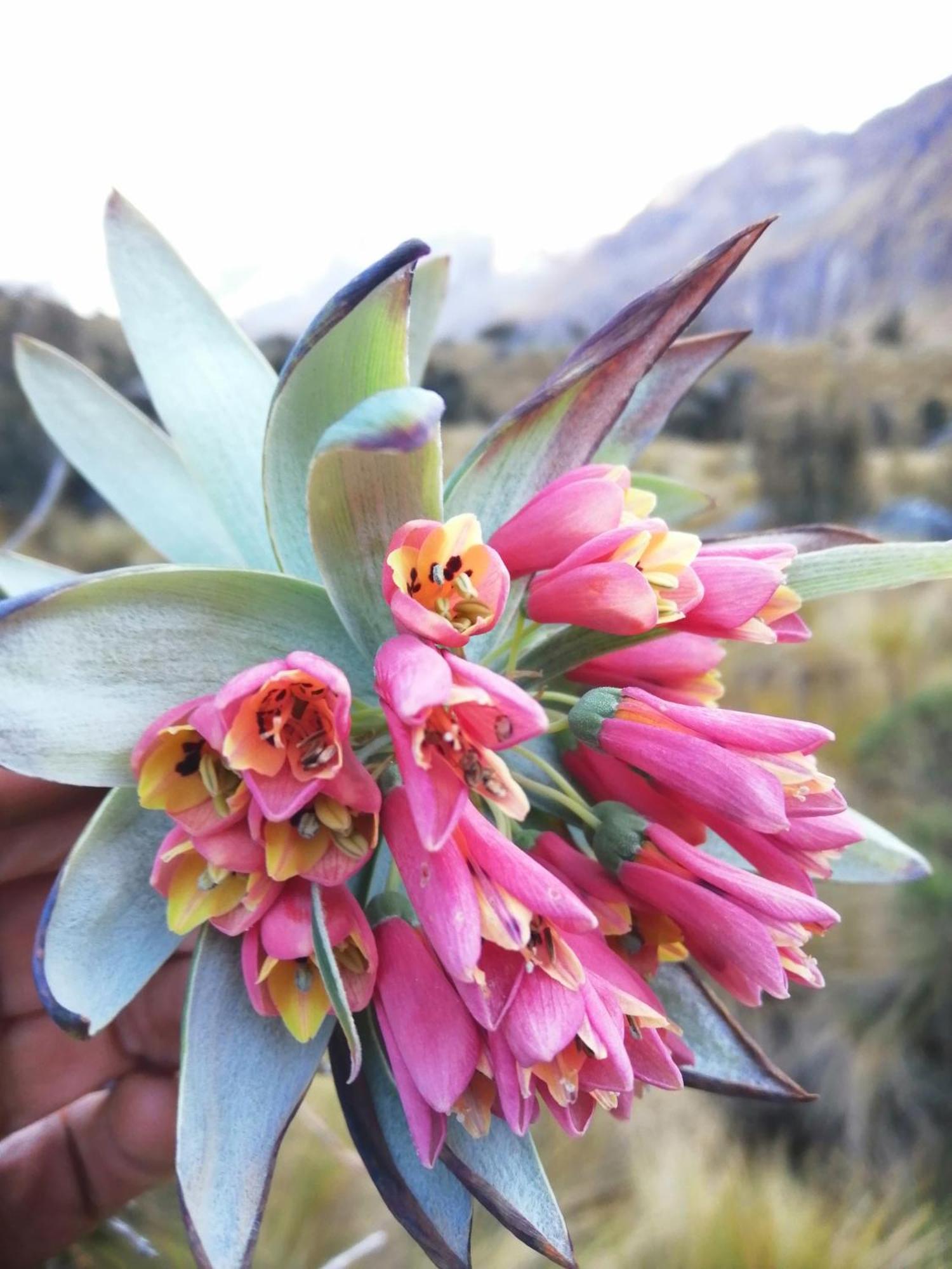 Amazing Huaraz Bed & Breakfast エクステリア 写真